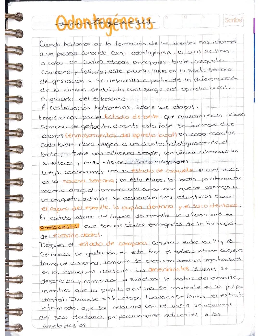 Formación de los Dientes: Odontogénesis Explicada