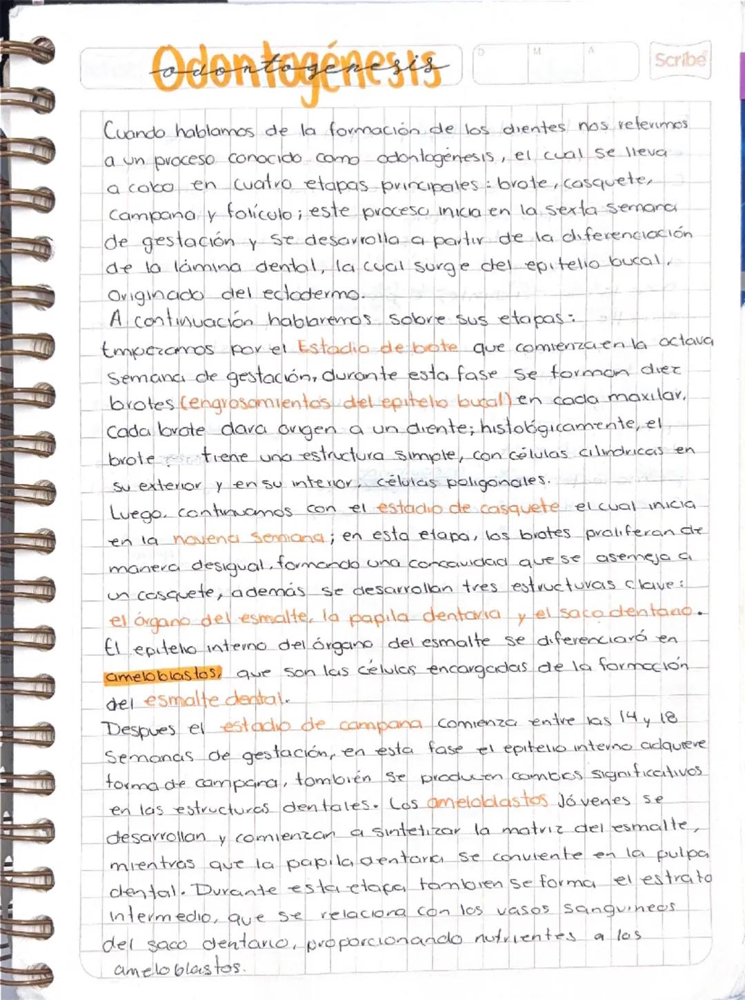 Odontogénests
M
Scribe
Cuando hablamos de la formación de los dientes nos referimos.
a un proceso conocido como odontogenesis, el cual se ll