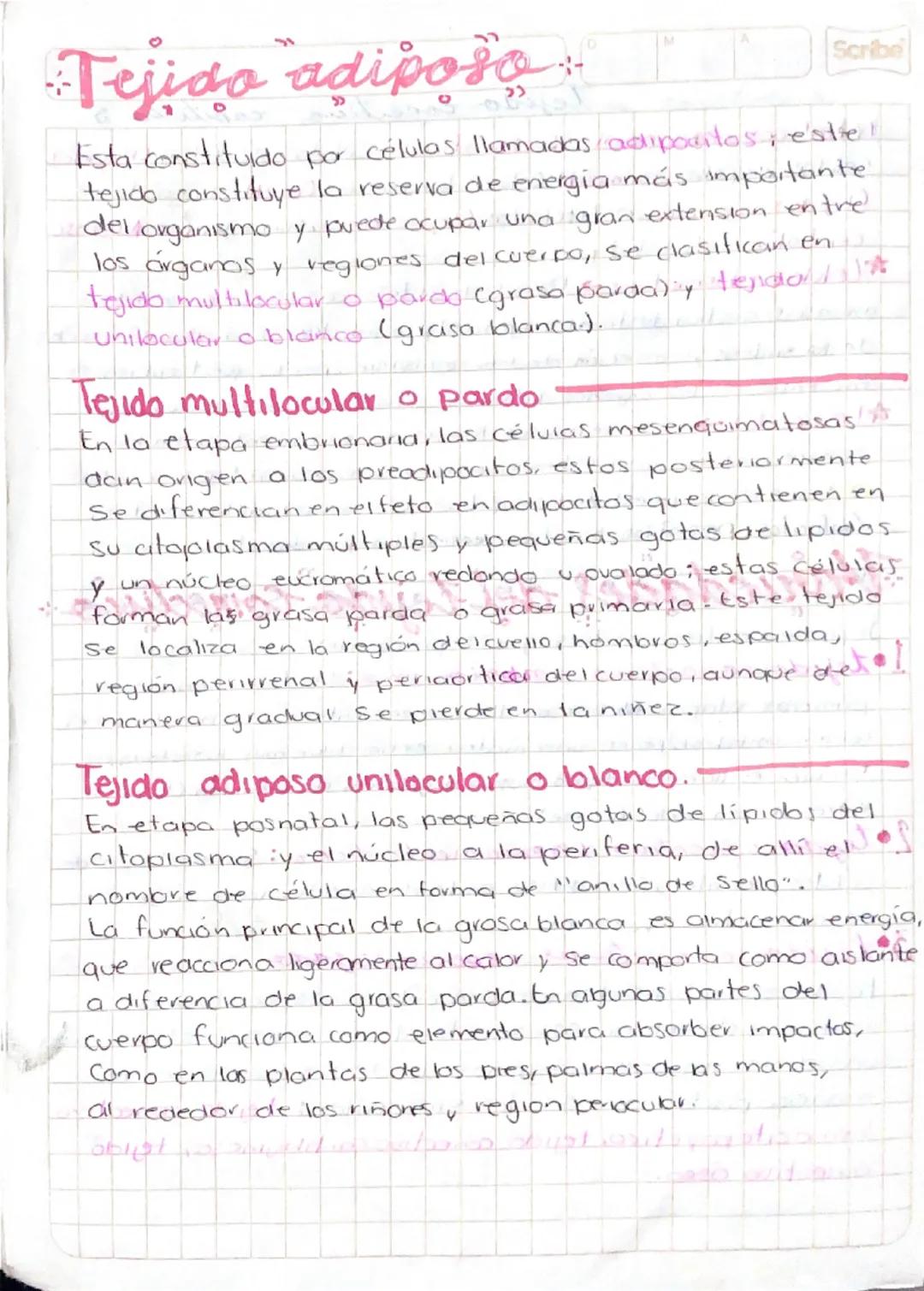 # Tejido adiposo

D

Scribe

Esta constituido por células llamadas adipocitos; estrel
tejido constituye la reserva de energia más importante