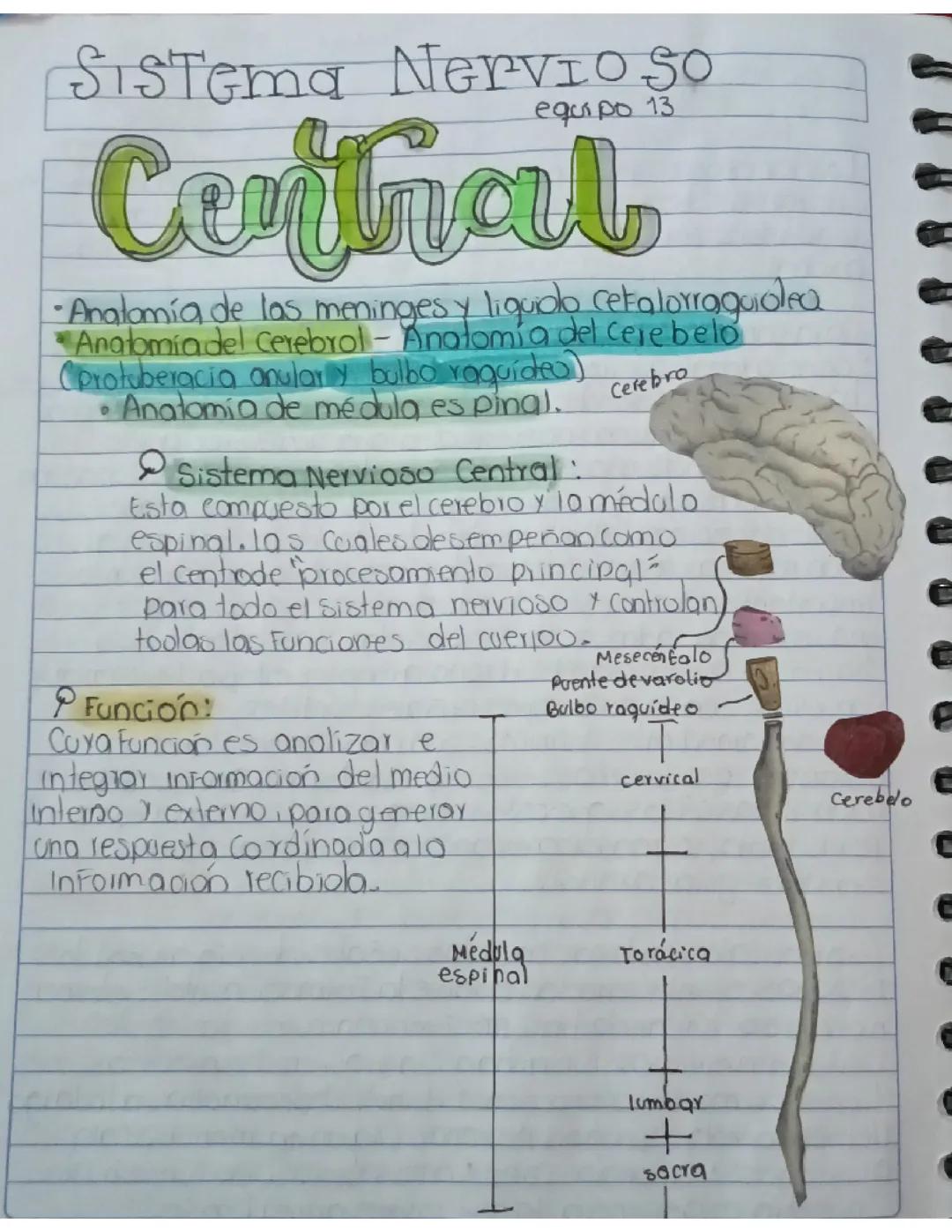 El Sistema Nervioso Central: Funciones y Componentes