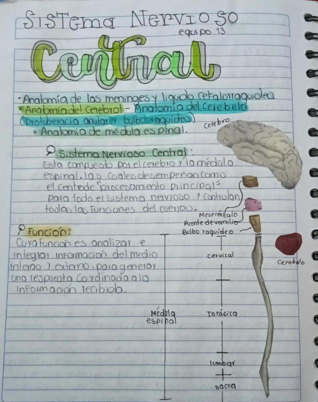Sistema Nervio So
equipo 13
Central
-Anatomía de las meninges y liquido cefalorraquialea
Anatomia del Cerebrol - Anatomia del cerebelo
(prot
