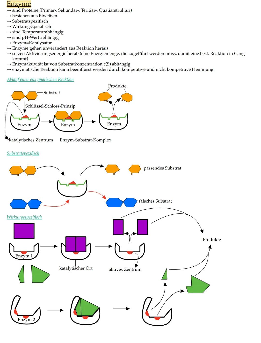 # Merkmale der Lebewesen

• Wachstum

• Fortpflanzung

• Bewegung

• Ernährung

• Stoffwechsel

• Ausscheidung

• Reizbarkeit

• (Lebewesen)