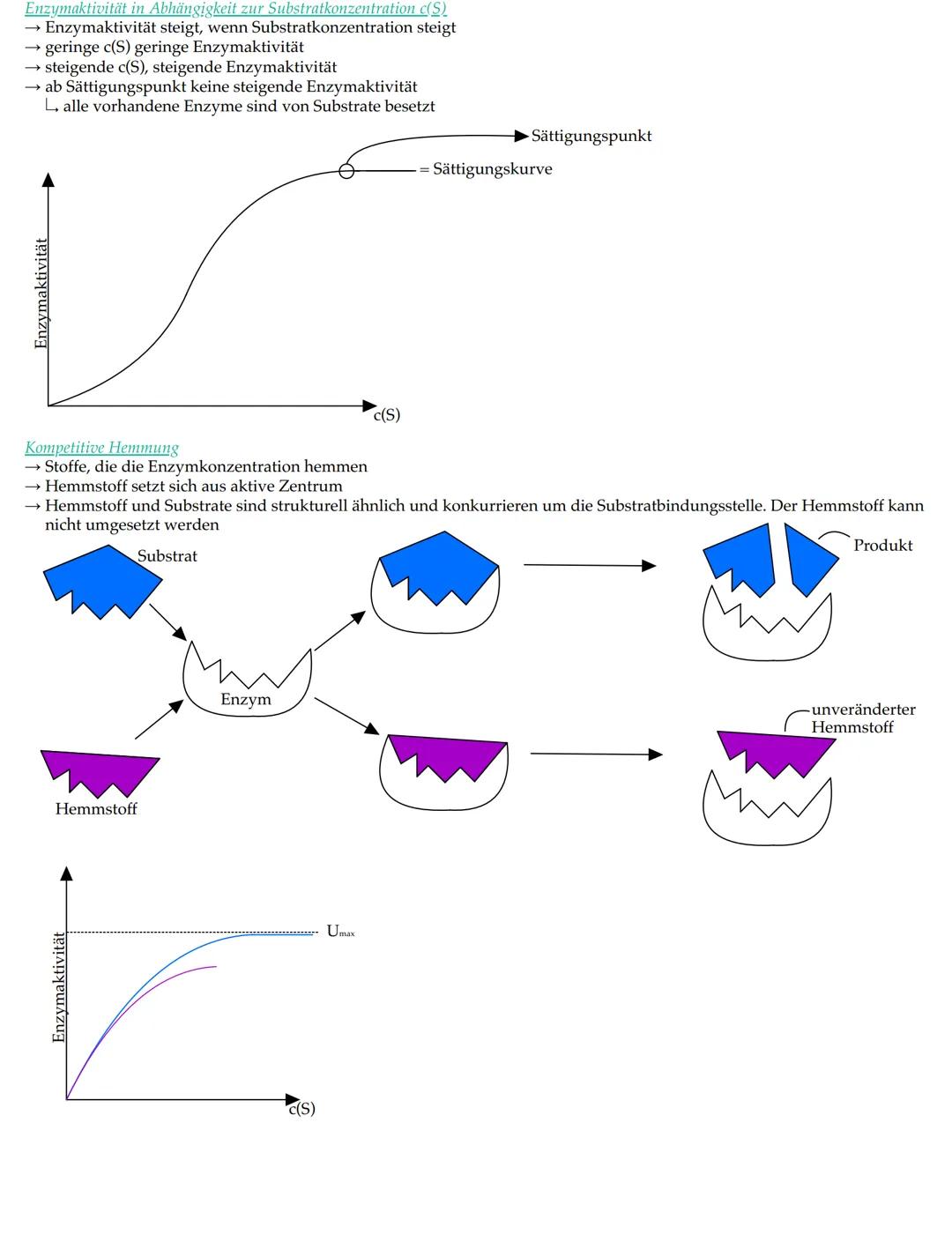 # Merkmale der Lebewesen

• Wachstum

• Fortpflanzung

• Bewegung

• Ernährung

• Stoffwechsel

• Ausscheidung

• Reizbarkeit

• (Lebewesen)