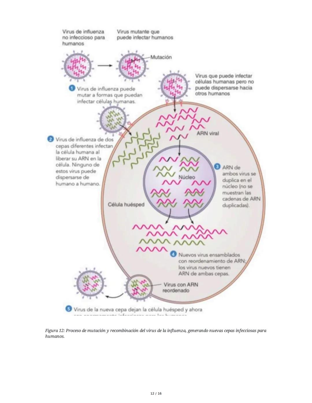 ## Virus y Agentes Subvirales

### 1. Introducción a los Virus

Los virus son partículas microscópicas compuestas por un núcleo de ácido nuc