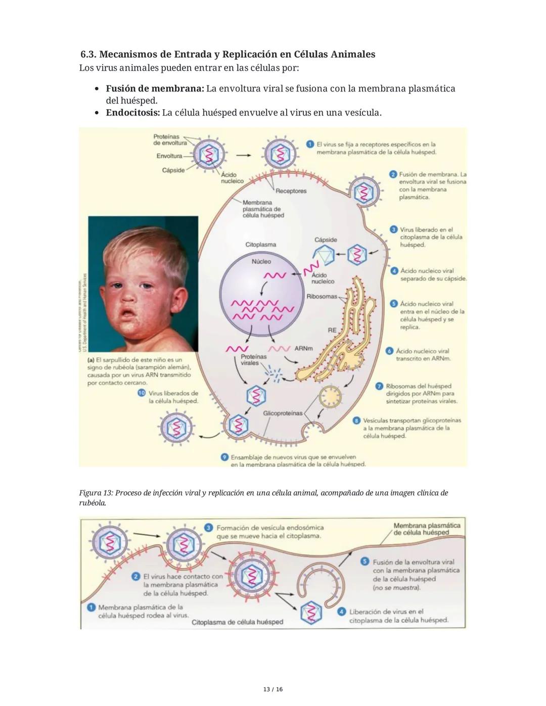 ## Virus y Agentes Subvirales

### 1. Introducción a los Virus

Los virus son partículas microscópicas compuestas por un núcleo de ácido nuc