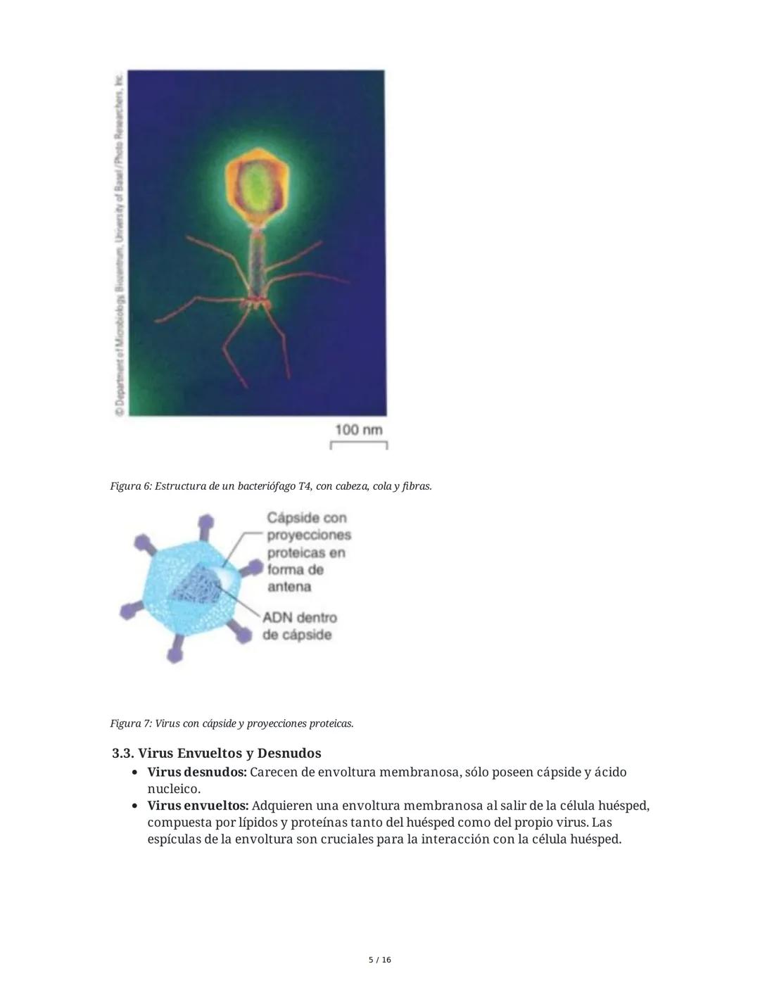 ## Virus y Agentes Subvirales

### 1. Introducción a los Virus

Los virus son partículas microscópicas compuestas por un núcleo de ácido nuc