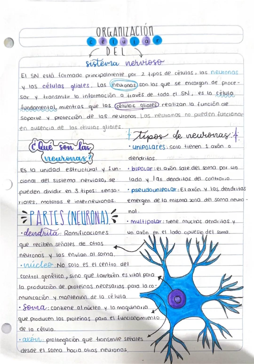 ORGANIZACIÓN
✓ DEL
a
sistema nervioso
EI SN está formado principalmente por 2 tipos de células, las neuronas
y las células gliales. Las neur