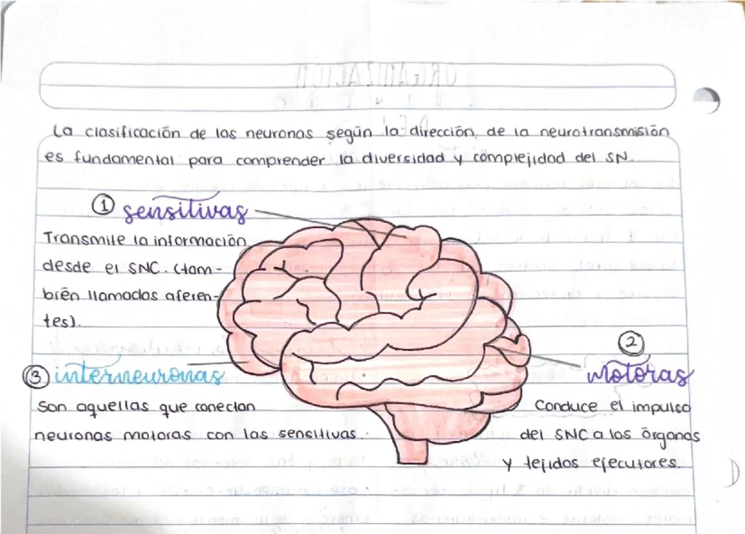 ORGANIZACIÓN
✓ DEL
a
sistema nervioso
EI SN está formado principalmente por 2 tipos de células, las neuronas
y las células gliales. Las neur