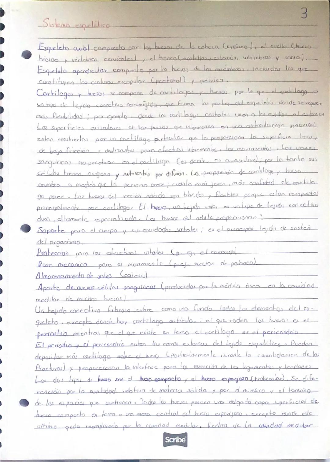 Sistema esquelético
3
hiodo
+
Esqueleto anal compuesta par los huesos de la cabeza (cranco), el cuello Chico
vertebras cervicales) el tronco