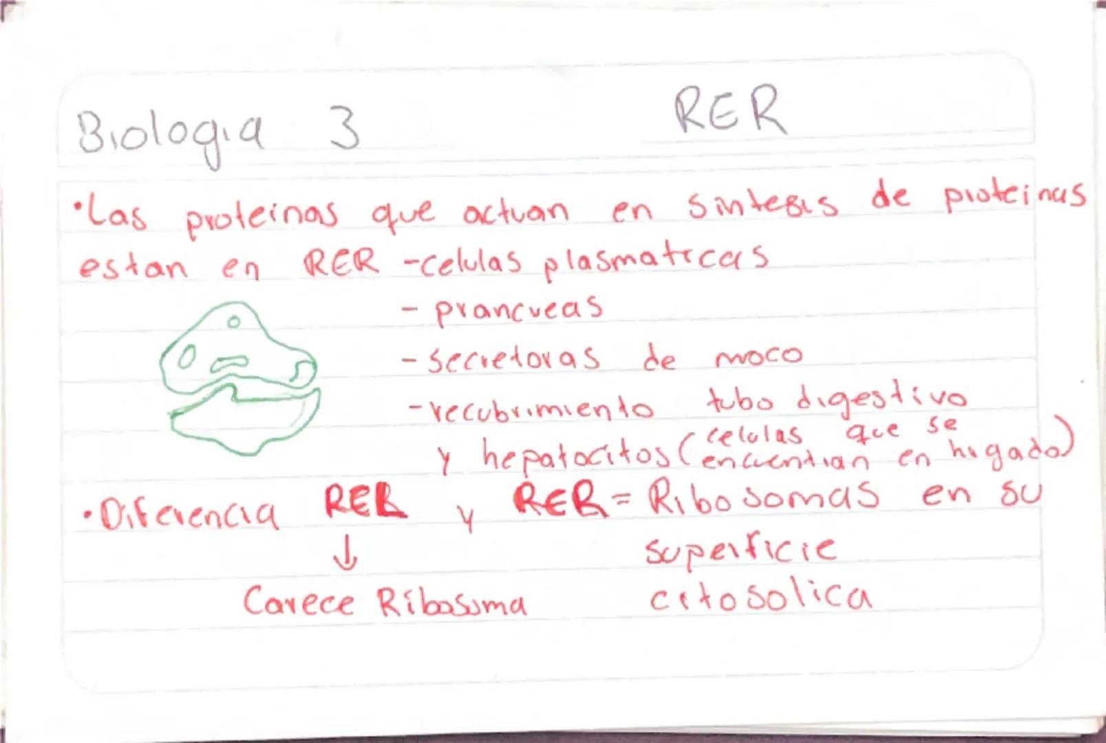 Biologia 3
RER
•Las proteinas que actuan en Sintesis de proteinas
estan en RER -celulas plasmaticas
- prancueas
- secretoras de moco
- recub
