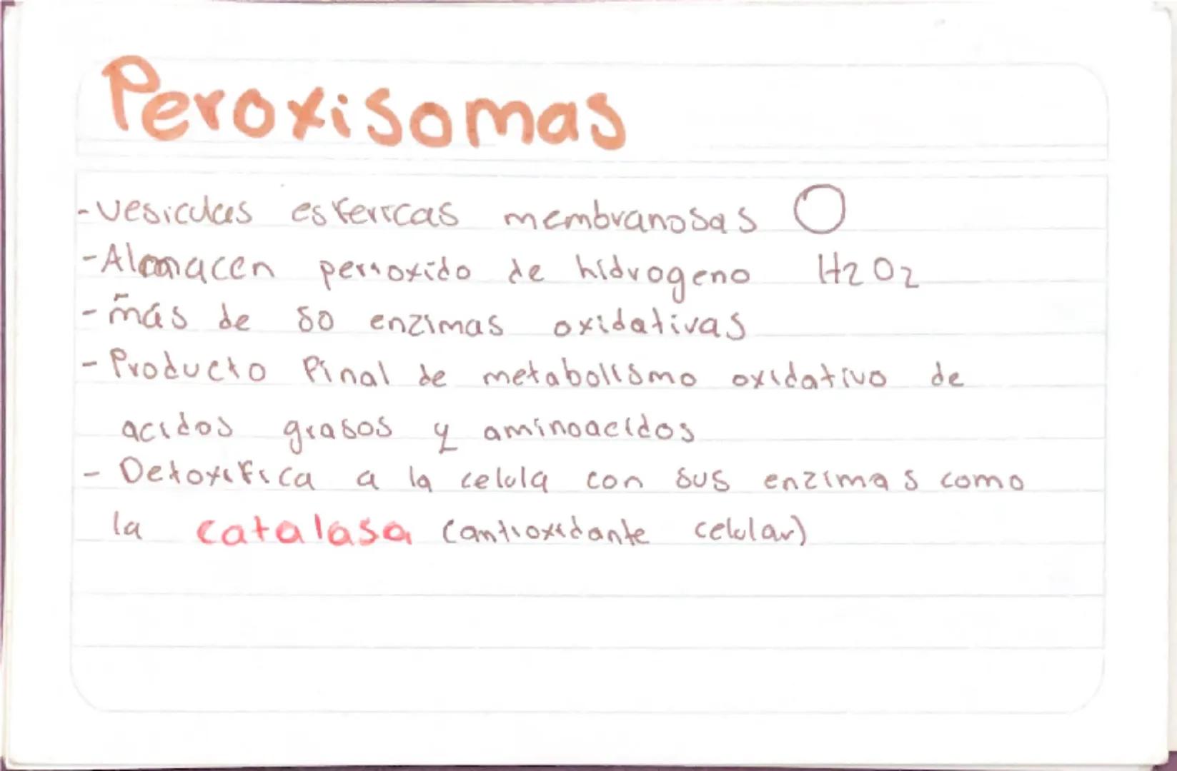 Biologia 3
RER
•Las proteinas que actuan en Sintesis de proteinas
estan en RER -celulas plasmaticas
- prancueas
- secretoras de moco
- recub
