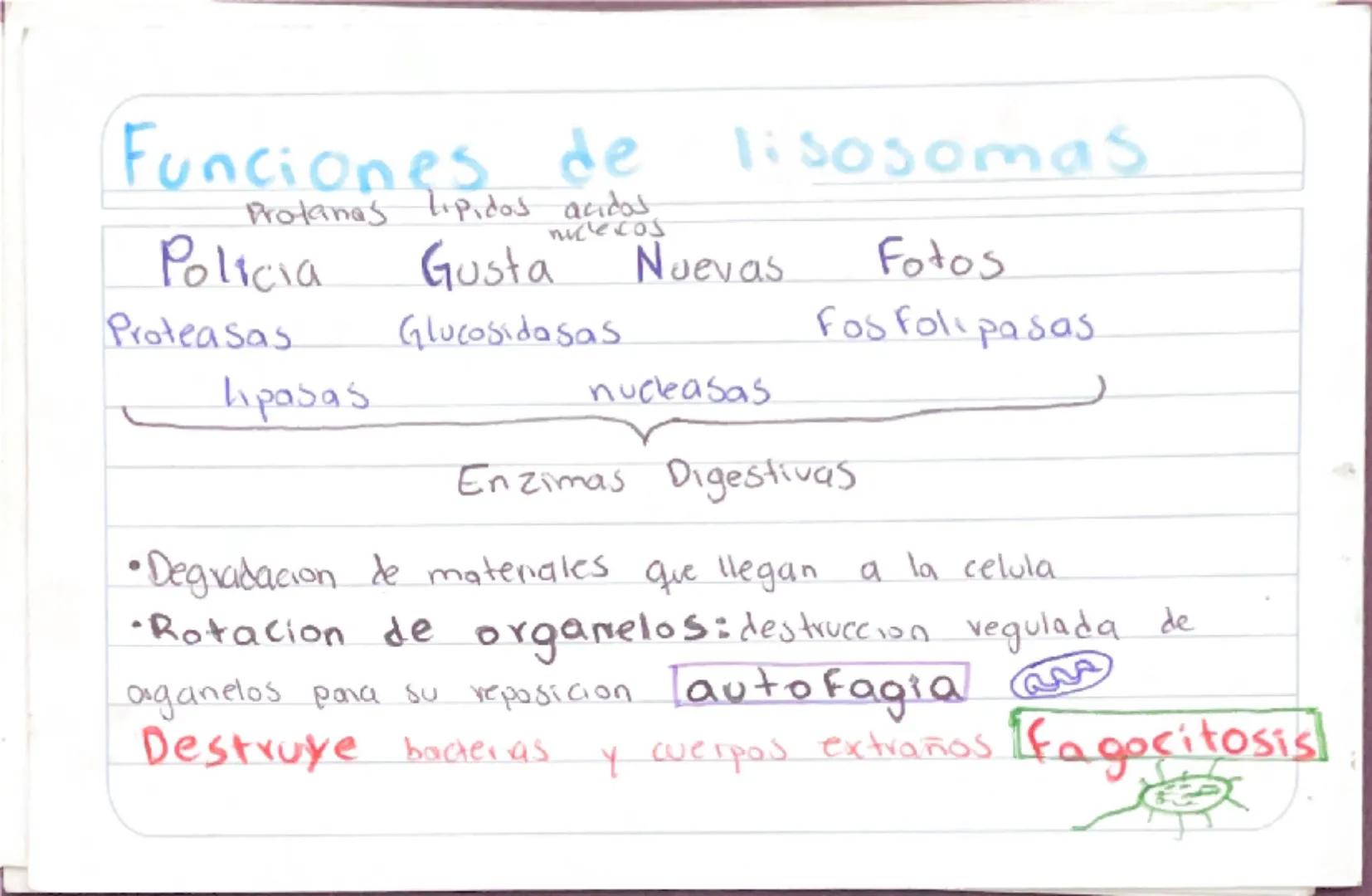 Biologia 3
RER
•Las proteinas que actuan en Sintesis de proteinas
estan en RER -celulas plasmaticas
- prancueas
- secretoras de moco
- recub