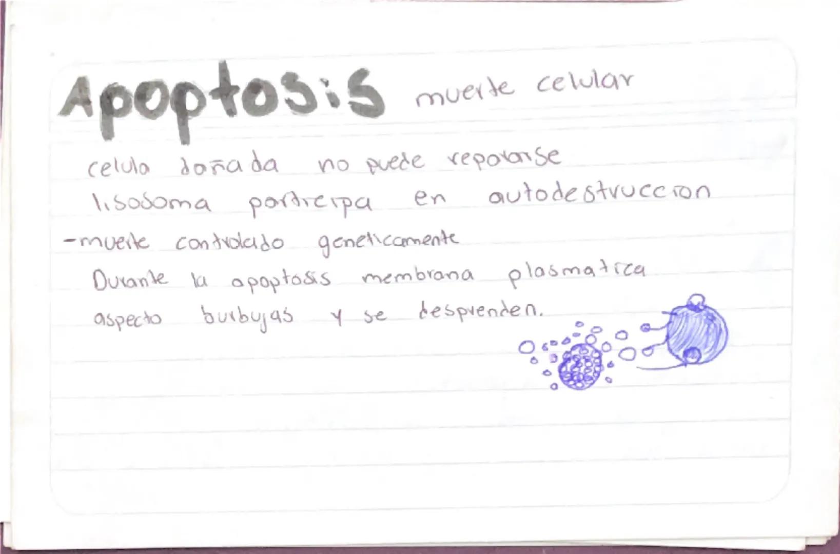 Biologia 3
RER
•Las proteinas que actuan en Sintesis de proteinas
estan en RER -celulas plasmaticas
- prancueas
- secretoras de moco
- recub