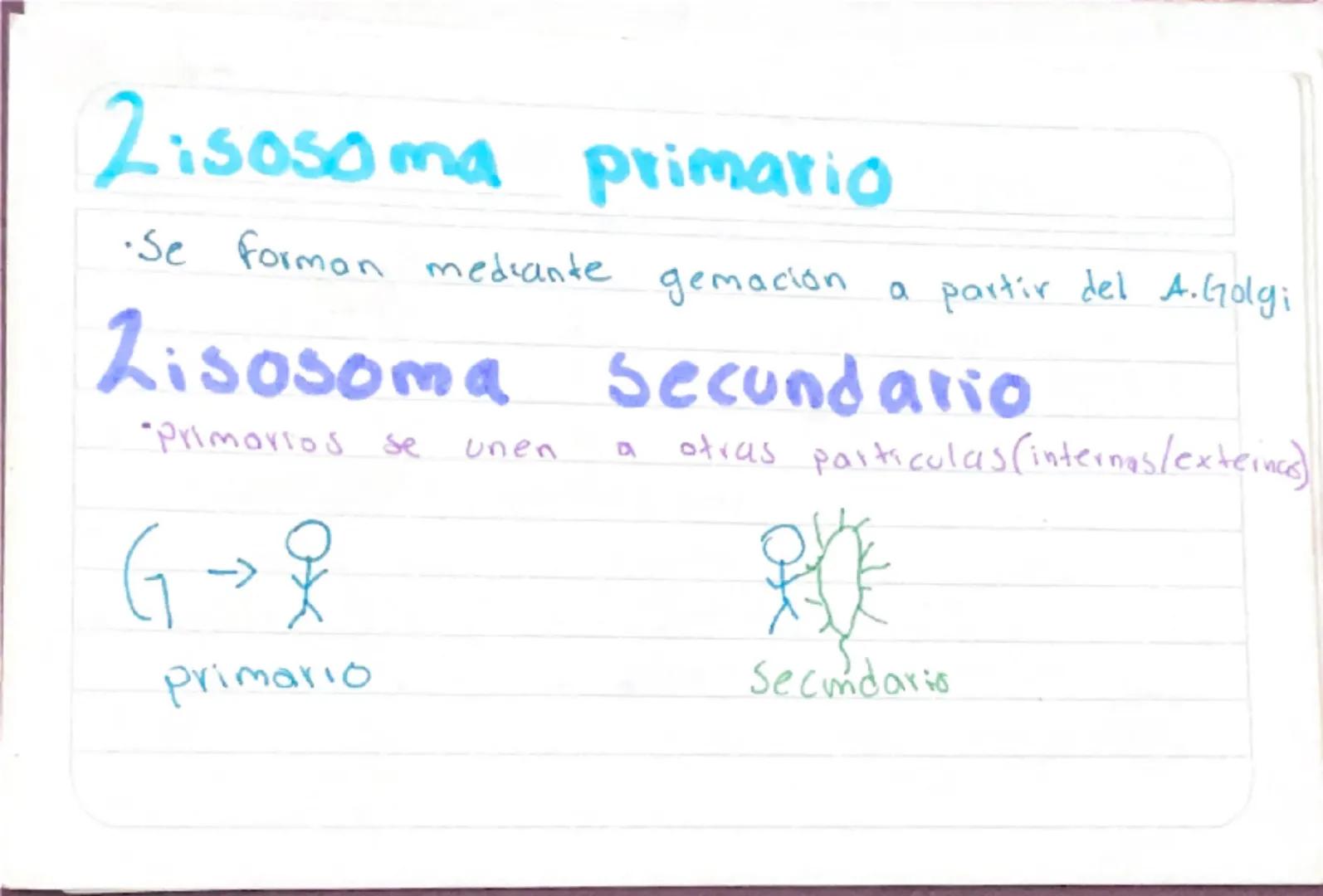 Biologia 3
RER
•Las proteinas que actuan en Sintesis de proteinas
estan en RER -celulas plasmaticas
- prancueas
- secretoras de moco
- recub