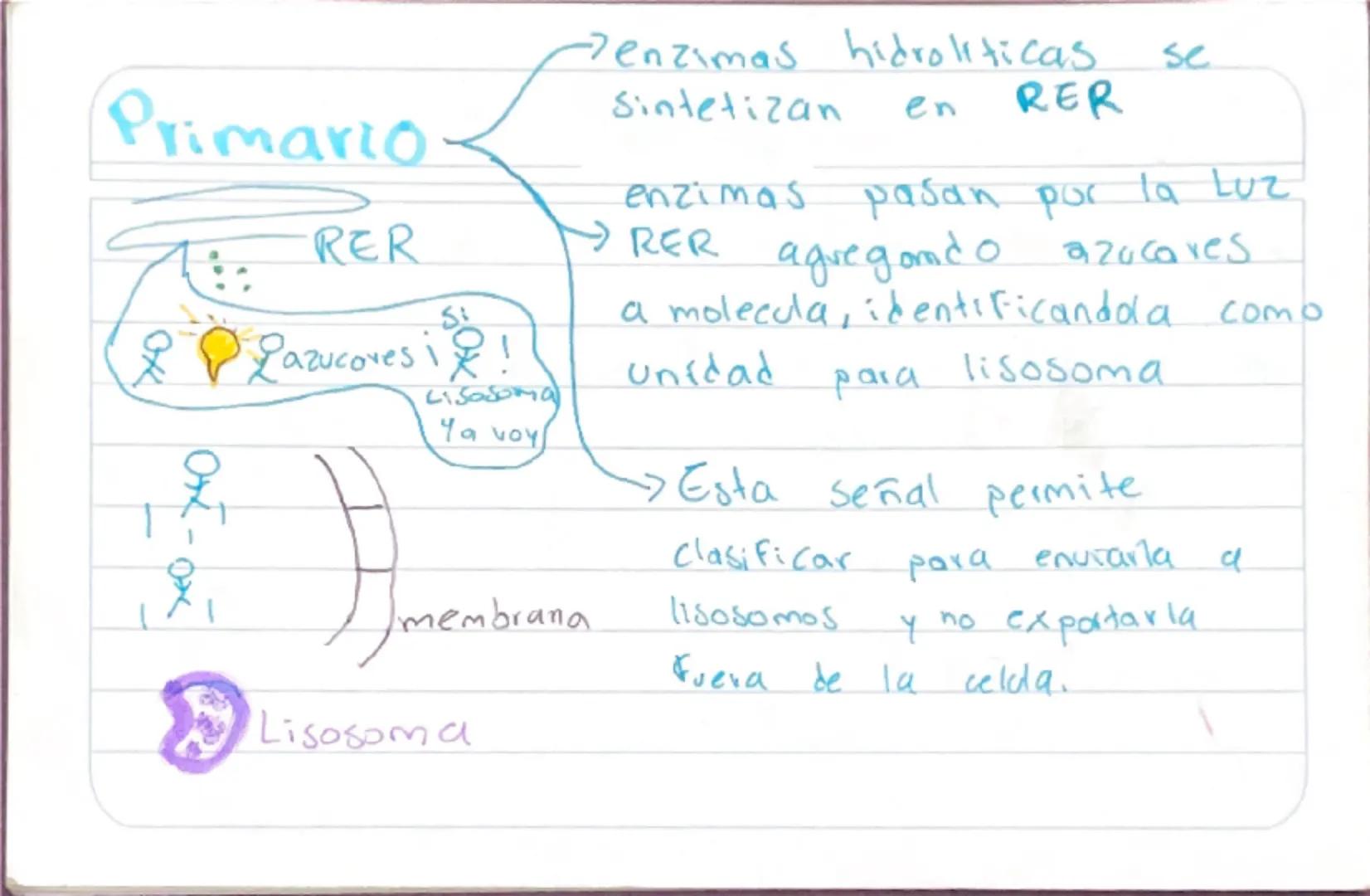 Biologia 3
RER
•Las proteinas que actuan en Sintesis de proteinas
estan en RER -celulas plasmaticas
- prancueas
- secretoras de moco
- recub
