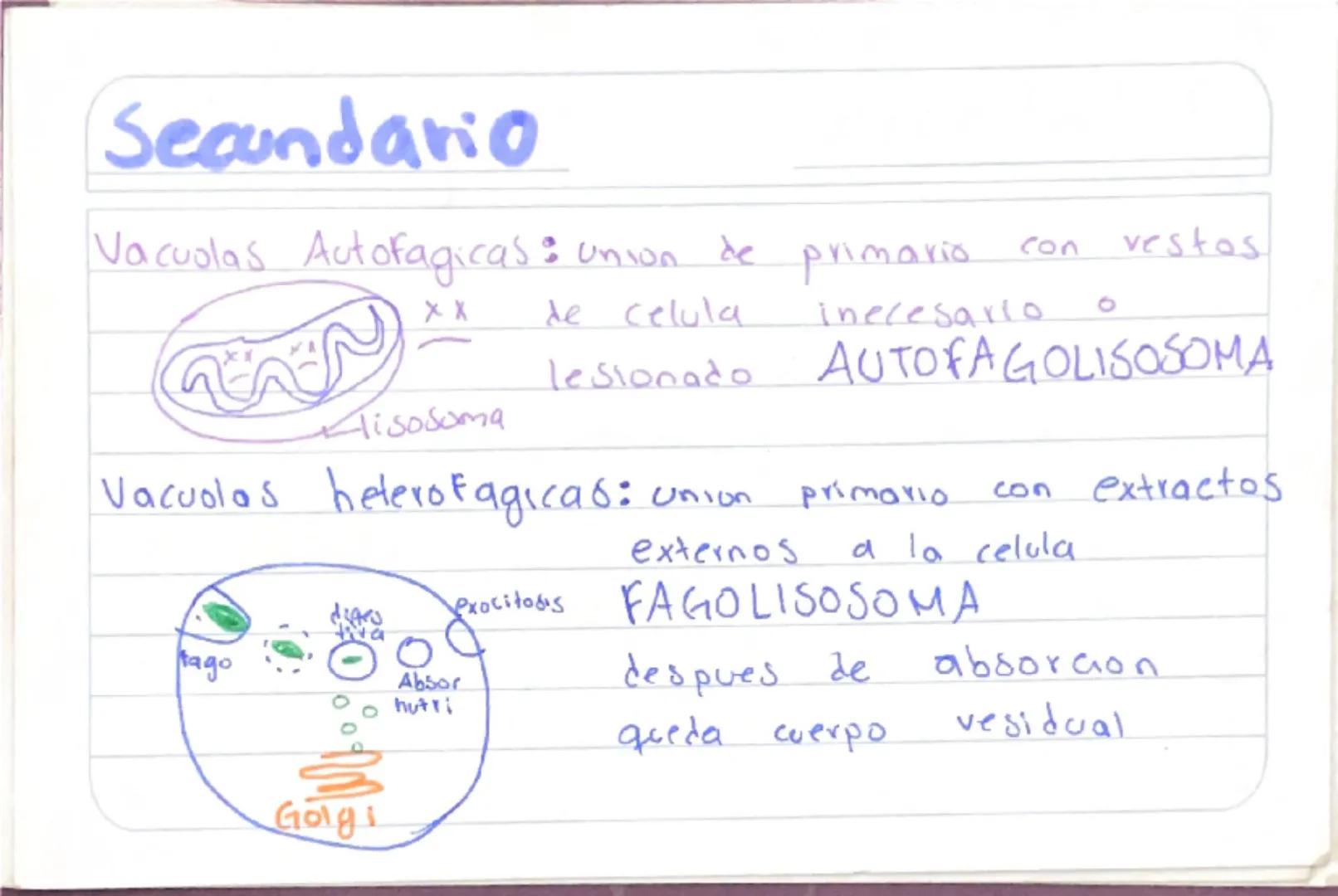 Biologia 3
RER
•Las proteinas que actuan en Sintesis de proteinas
estan en RER -celulas plasmaticas
- prancueas
- secretoras de moco
- recub