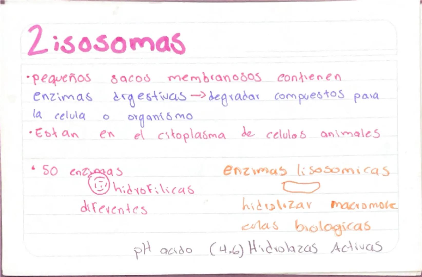 Biologia 3
RER
•Las proteinas que actuan en Sintesis de proteinas
estan en RER -celulas plasmaticas
- prancueas
- secretoras de moco
- recub