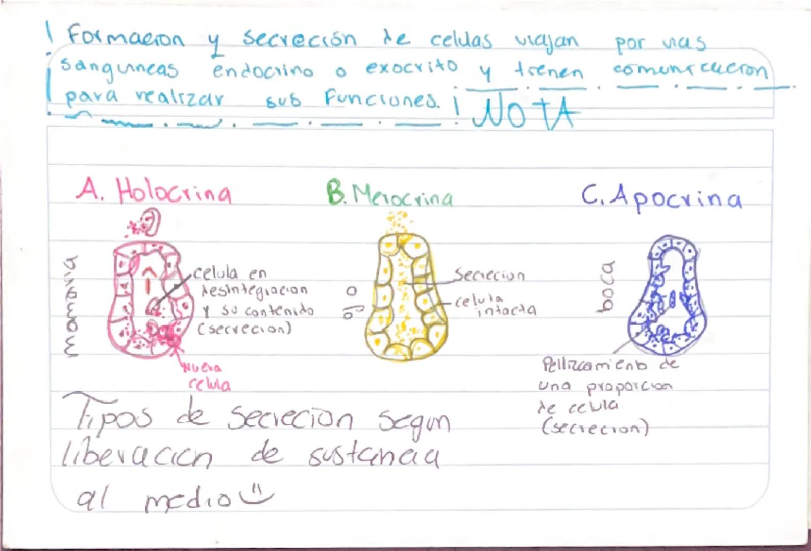 Biologia 3
RER
•Las proteinas que actuan en Sintesis de proteinas
estan en RER -celulas plasmaticas
- prancueas
- secretoras de moco
- recub
