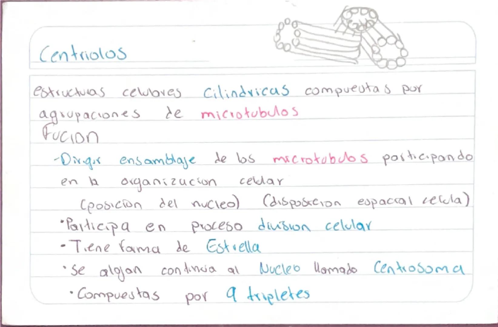 Biologia 3
RER
•Las proteinas que actuan en Sintesis de proteinas
estan en RER -celulas plasmaticas
- prancueas
- secretoras de moco
- recub