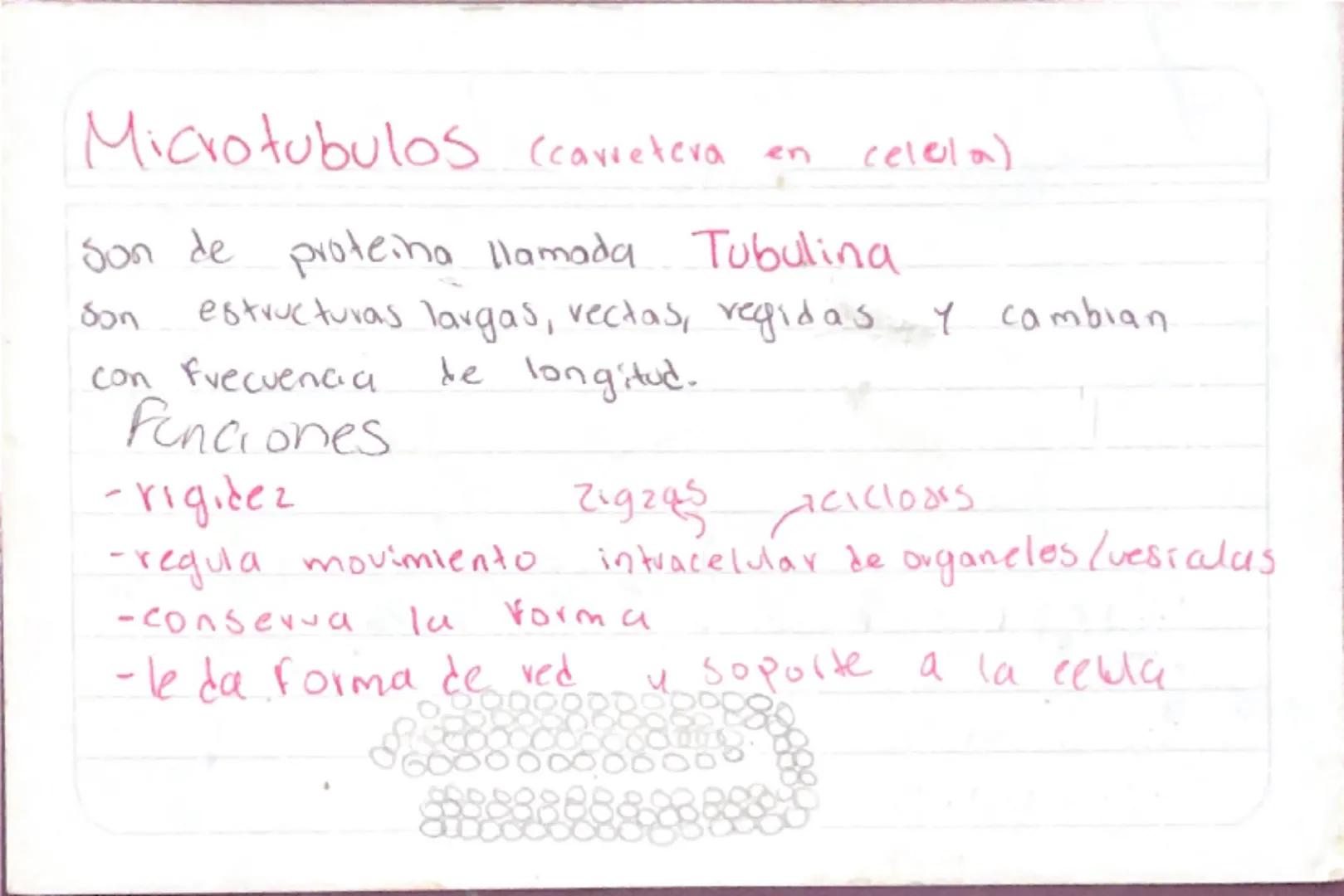 Biologia 3
RER
•Las proteinas que actuan en Sintesis de proteinas
estan en RER -celulas plasmaticas
- prancueas
- secretoras de moco
- recub