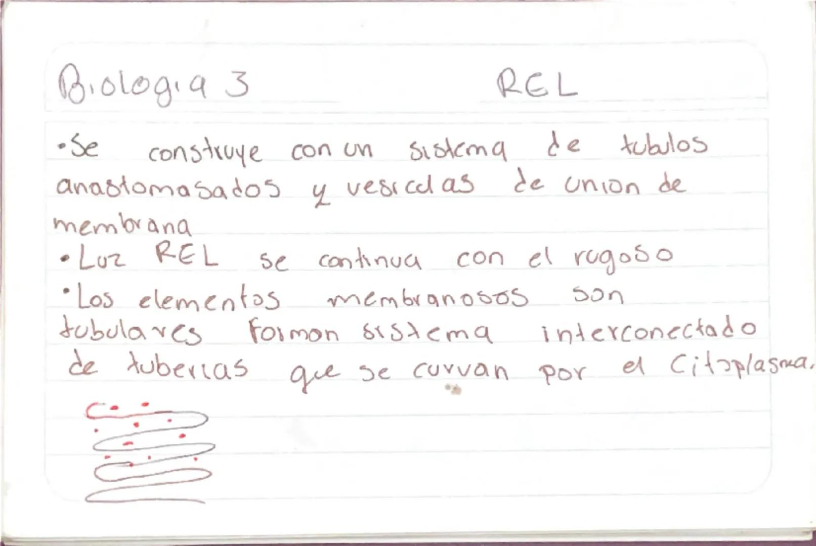 Biologia 3
RER
•Las proteinas que actuan en Sintesis de proteinas
estan en RER -celulas plasmaticas
- prancueas
- secretoras de moco
- recub