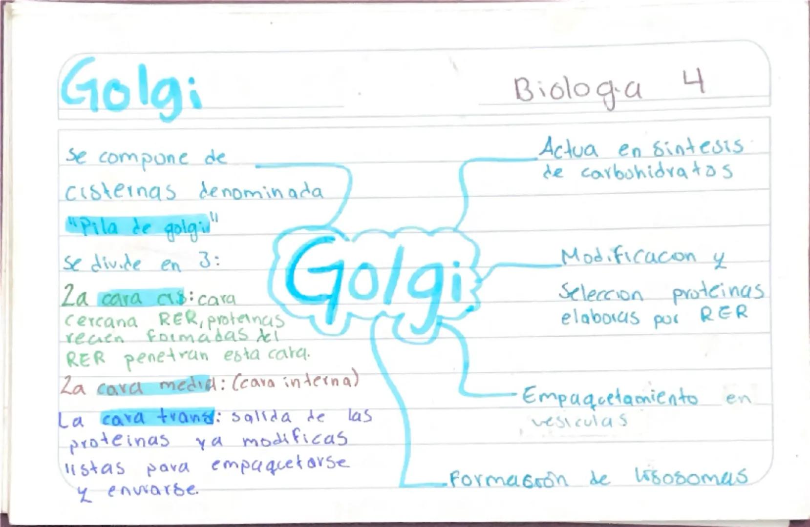 Biologia 3
RER
•Las proteinas que actuan en Sintesis de proteinas
estan en RER -celulas plasmaticas
- prancueas
- secretoras de moco
- recub