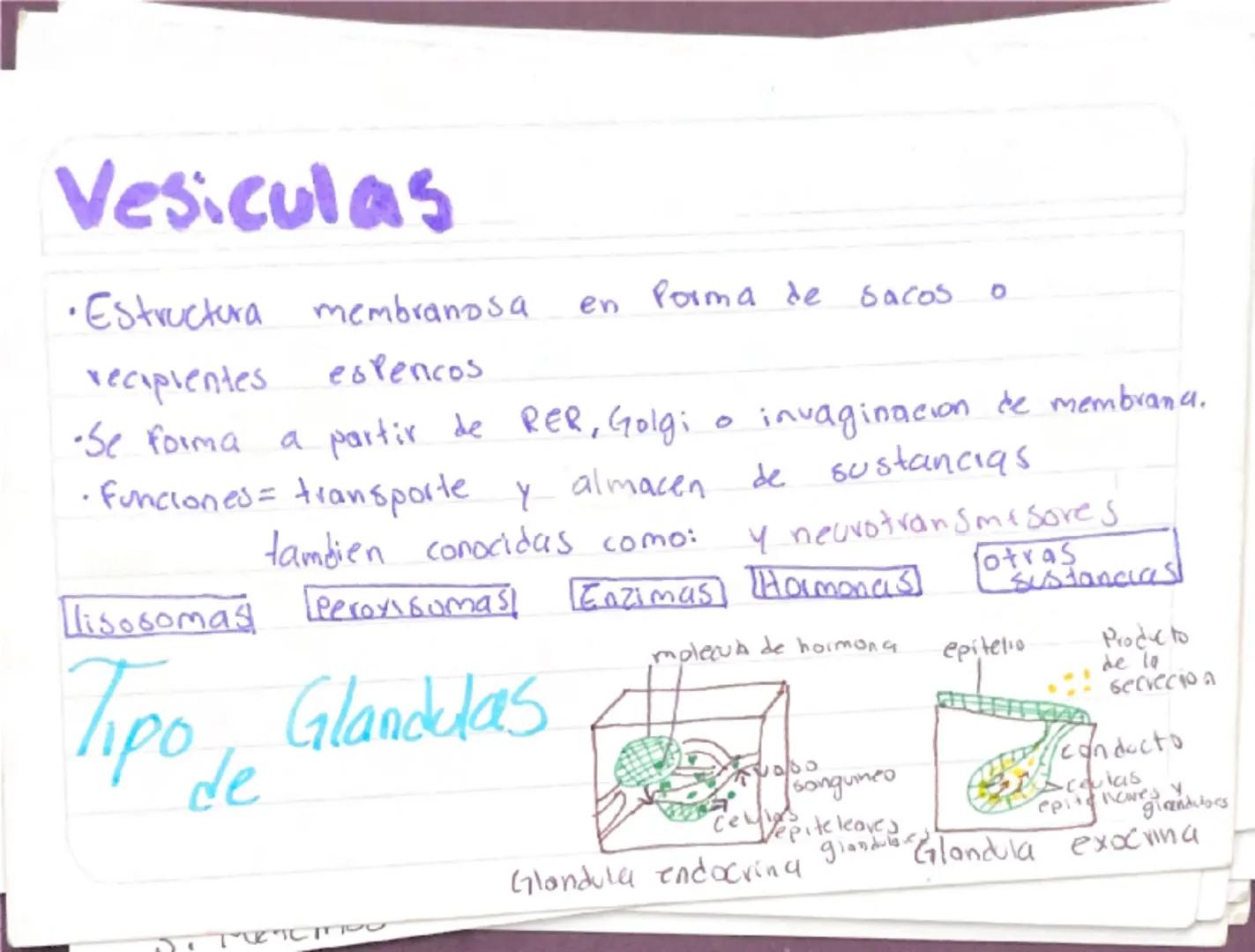 Biologia 3
RER
•Las proteinas que actuan en Sintesis de proteinas
estan en RER -celulas plasmaticas
- prancueas
- secretoras de moco
- recub