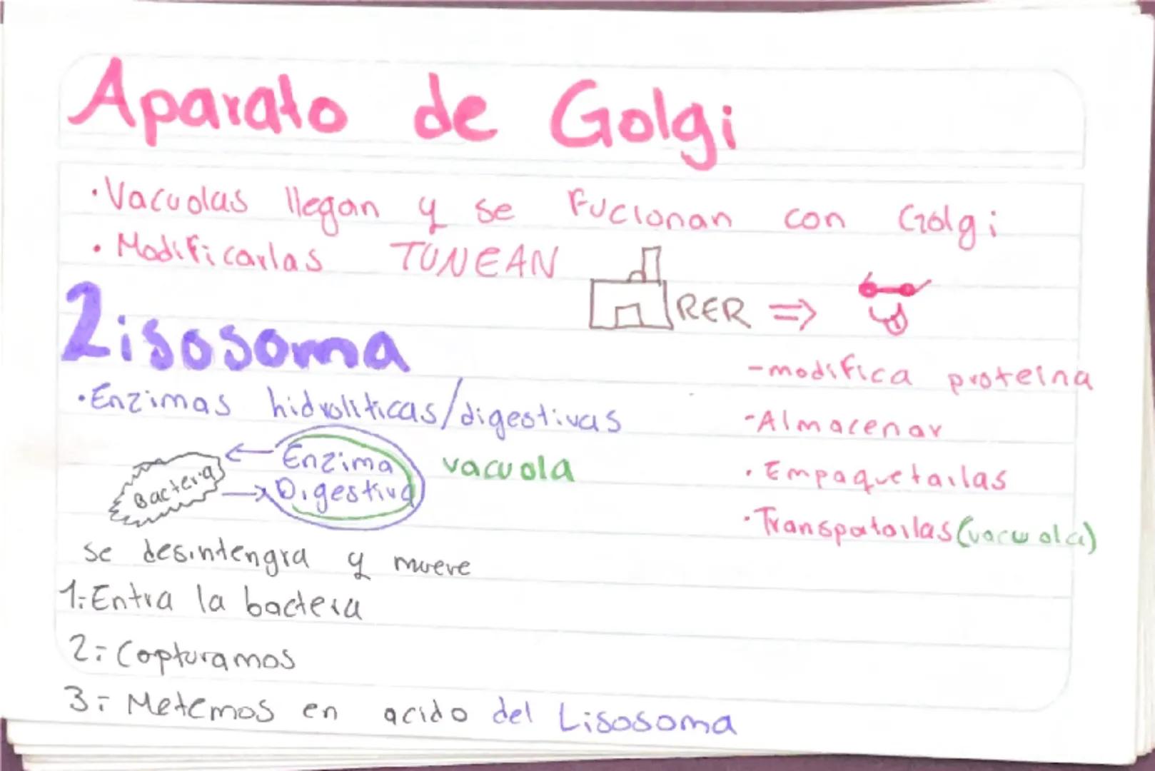 Biologia 3
RER
•Las proteinas que actuan en Sintesis de proteinas
estan en RER -celulas plasmaticas
- prancueas
- secretoras de moco
- recub