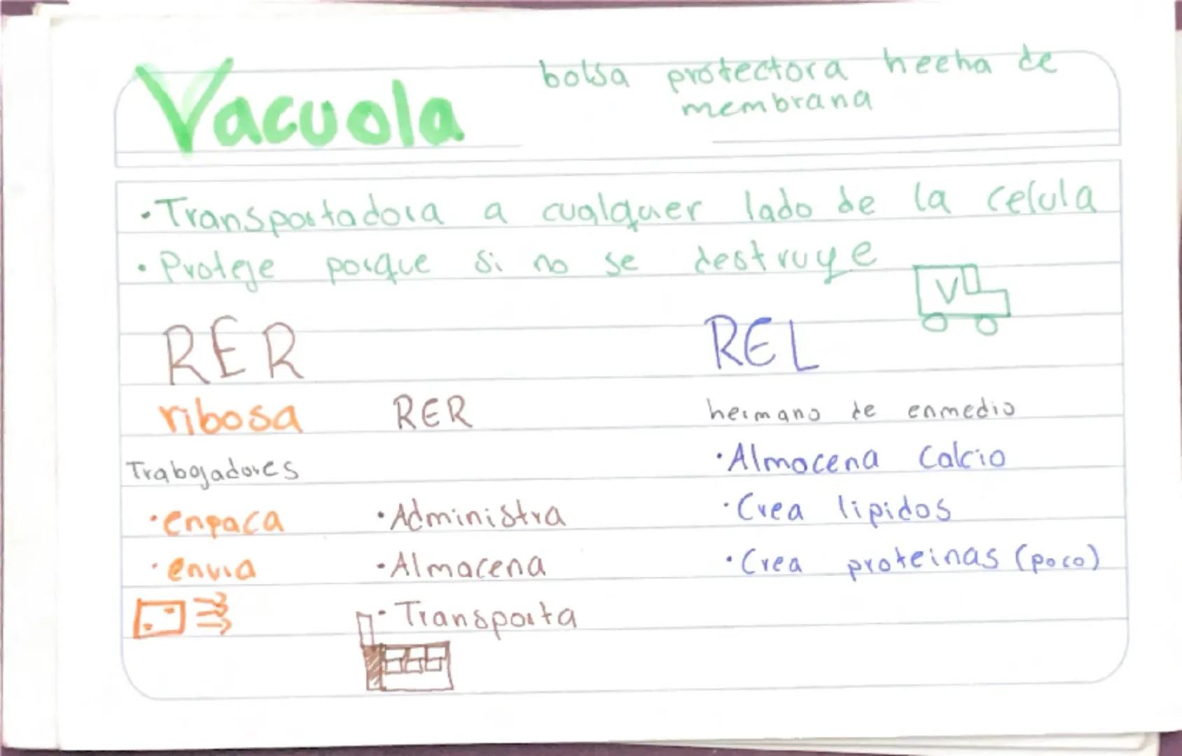 Biologia 3
RER
•Las proteinas que actuan en Sintesis de proteinas
estan en RER -celulas plasmaticas
- prancueas
- secretoras de moco
- recub