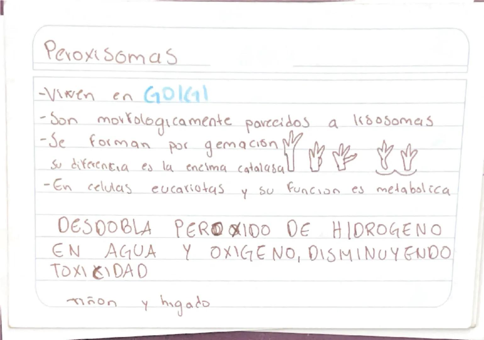 Biologia 3
RER
•Las proteinas que actuan en Sintesis de proteinas
estan en RER -celulas plasmaticas
- prancueas
- secretoras de moco
- recub