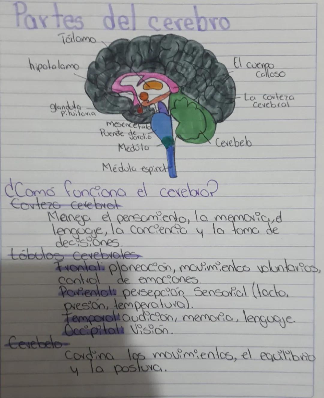 # Partes del cerebro

Tálamo

hipotalamo

El cuerposo

La corteza
Cerebral
glandula

Pituitovia

mesencefald
Puente devolo
Medúla

Médula es
