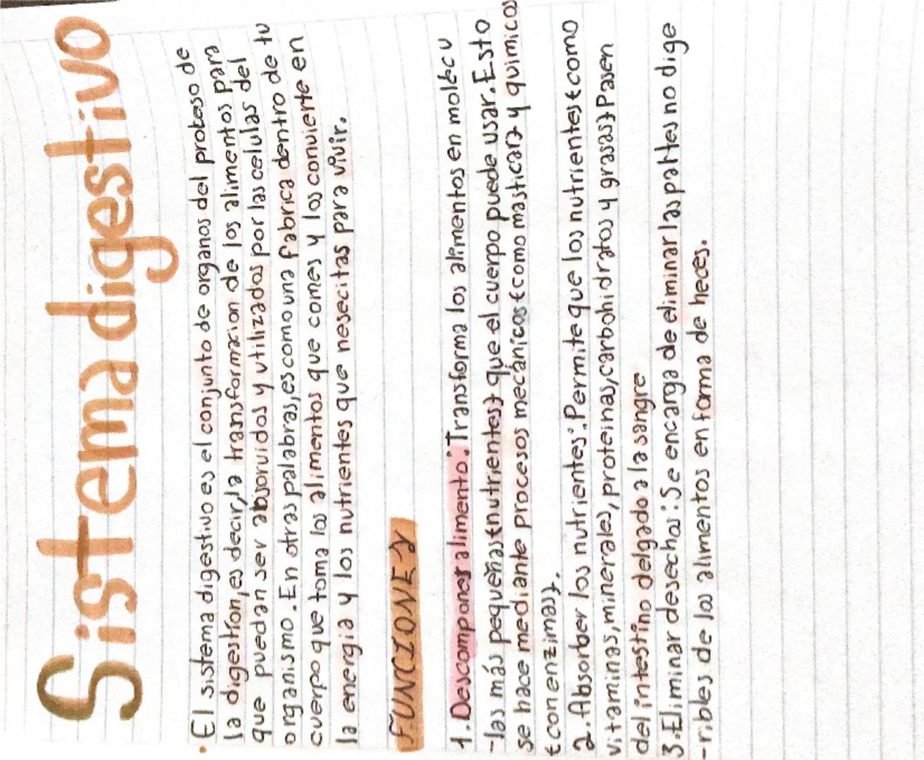 # Sistema digestivo

• El sistema digestivo es el conjunto de organos del proteso de
la digestion, es decir, la transformacion de los alimen