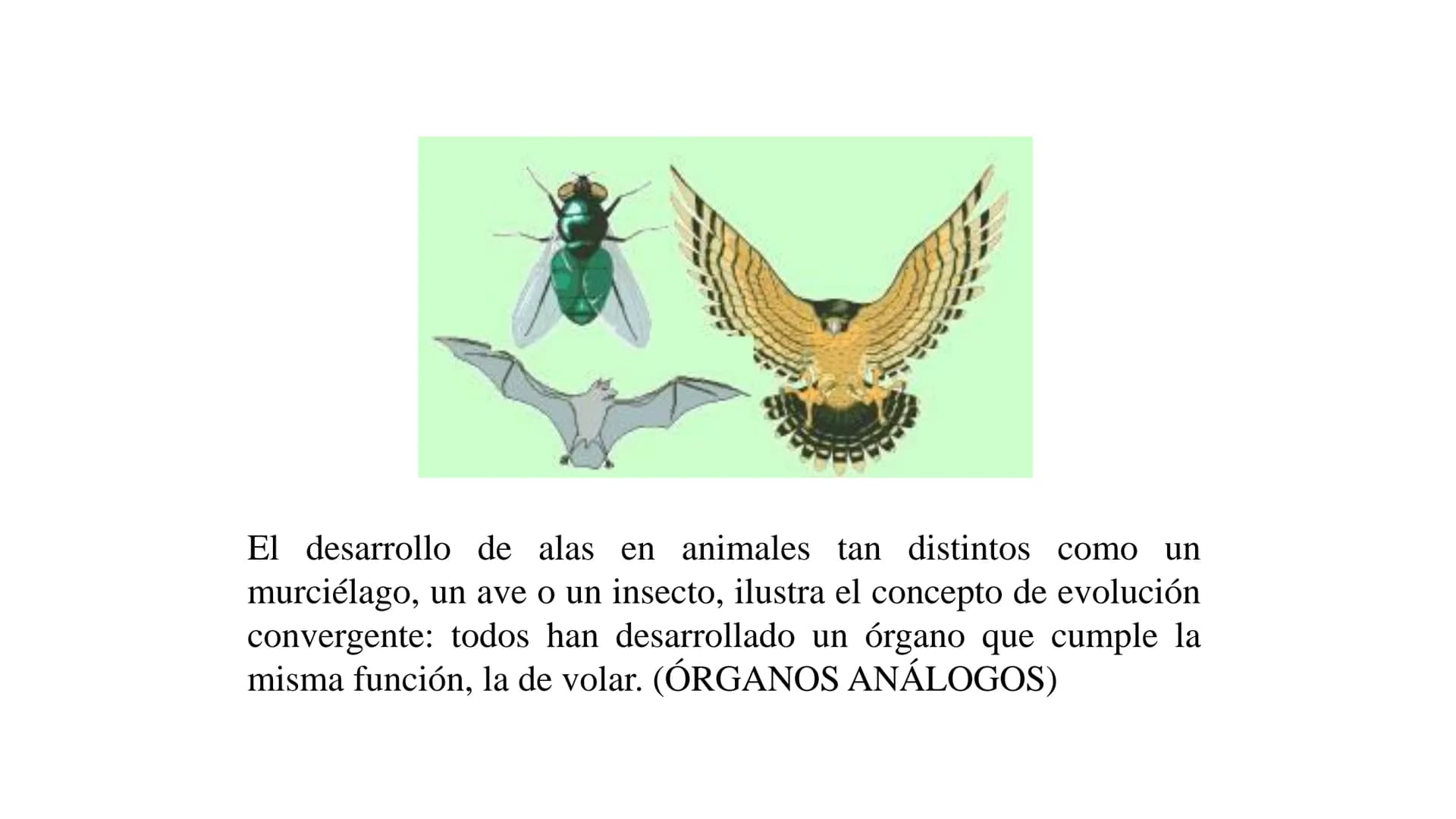 DEFINICIÓN
La evolución biológica es el proceso continuo de transformación
de las especies a través de cambios producidos en sucesivas
gener