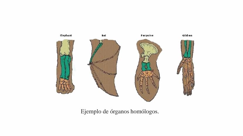 DEFINICIÓN
La evolución biológica es el proceso continuo de transformación
de las especies a través de cambios producidos en sucesivas
gener