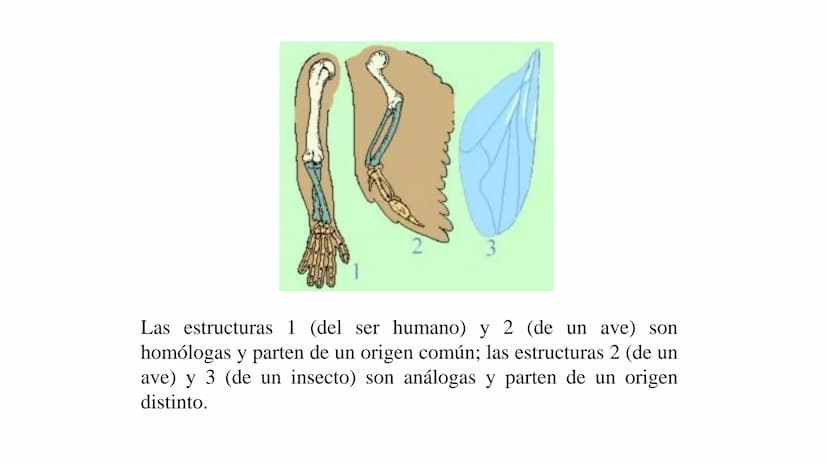 DEFINICIÓN
La evolución biológica es el proceso continuo de transformación
de las especies a través de cambios producidos en sucesivas
gener