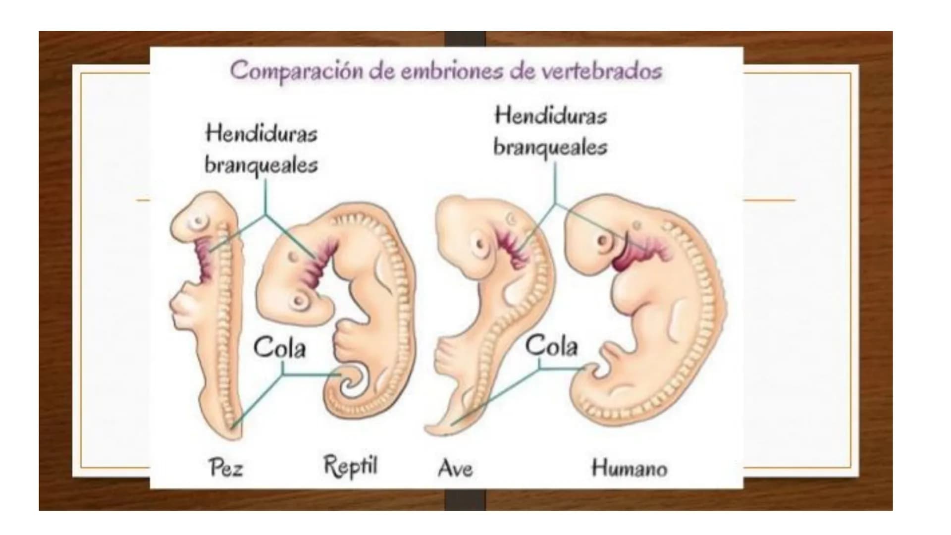 DEFINICIÓN
La evolución biológica es el proceso continuo de transformación
de las especies a través de cambios producidos en sucesivas
gener