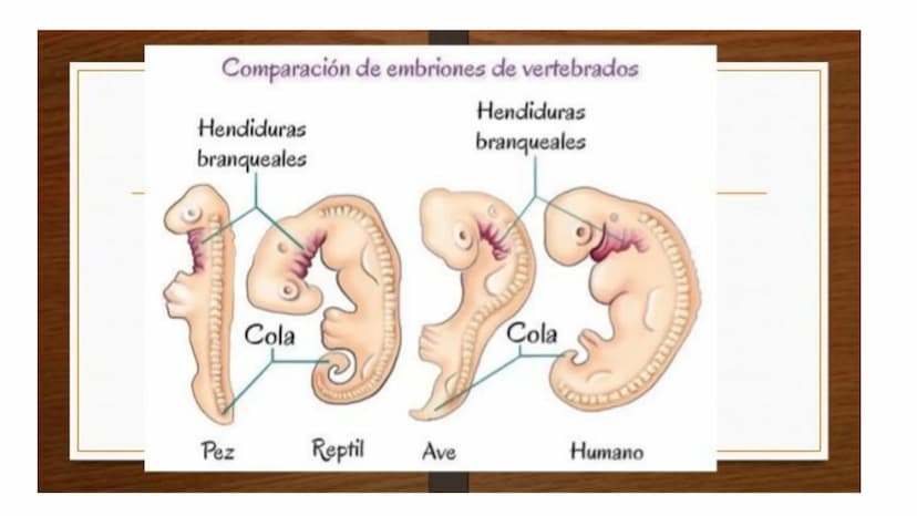 DEFINICIÓN
La evolución biológica es el proceso continuo de transformación
de las especies a través de cambios producidos en sucesivas
gener