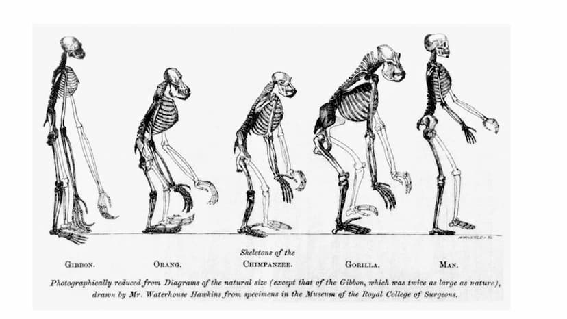 DEFINICIÓN
La evolución biológica es el proceso continuo de transformación
de las especies a través de cambios producidos en sucesivas
gener