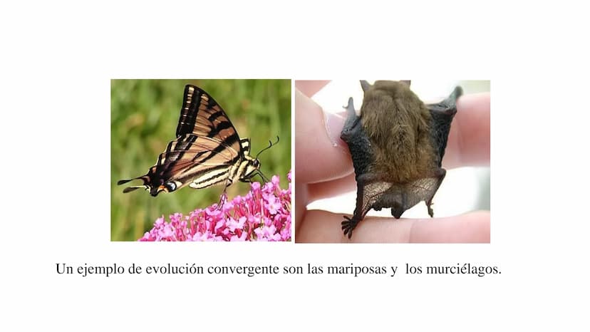 DEFINICIÓN
La evolución biológica es el proceso continuo de transformación
de las especies a través de cambios producidos en sucesivas
gener