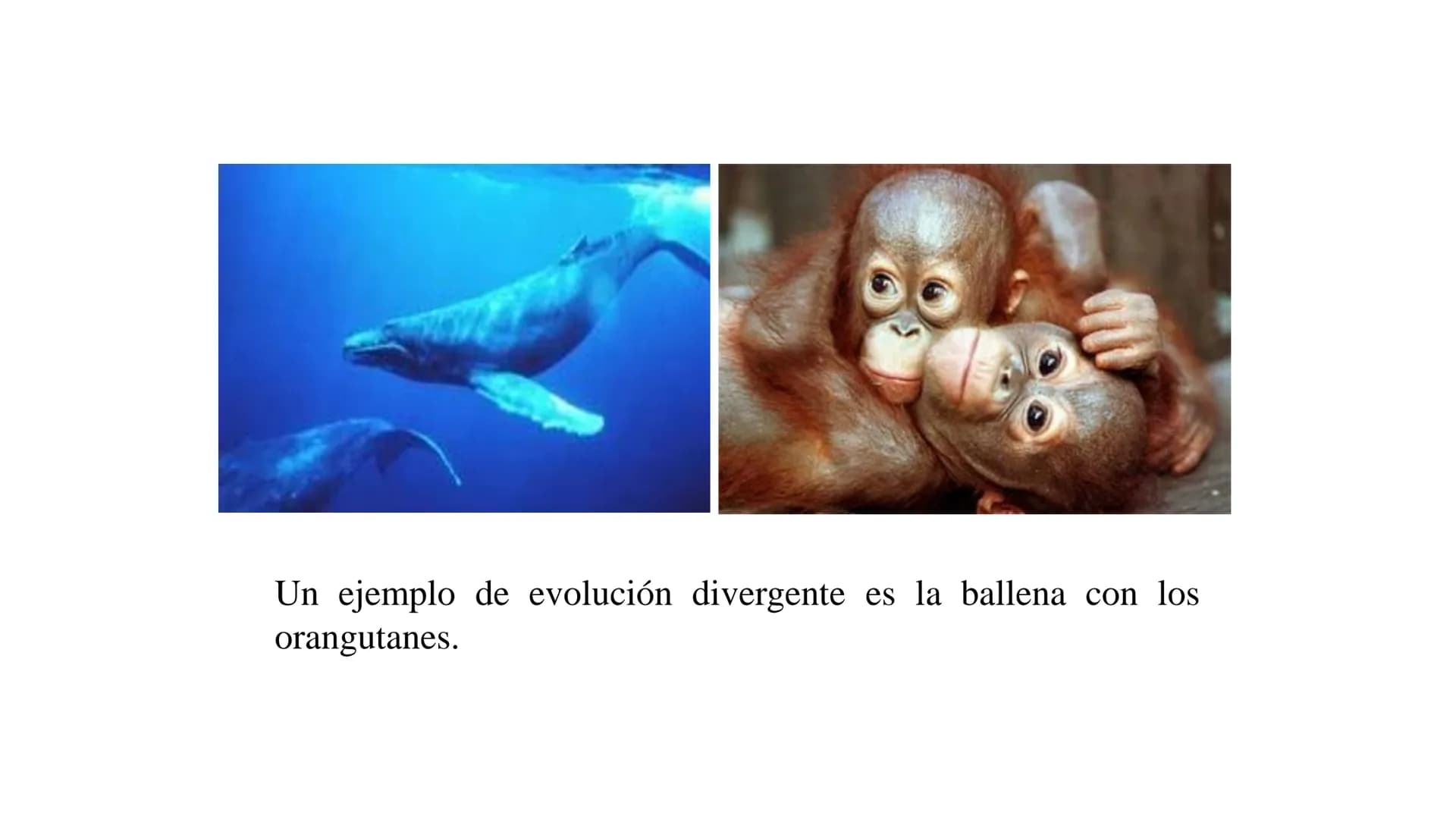 DEFINICIÓN
La evolución biológica es el proceso continuo de transformación
de las especies a través de cambios producidos en sucesivas
gener
