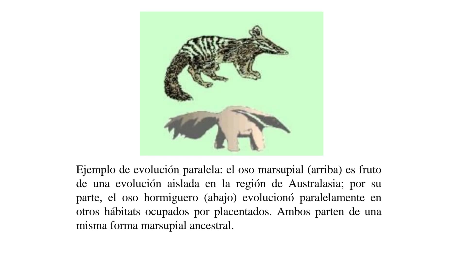 DEFINICIÓN
La evolución biológica es el proceso continuo de transformación
de las especies a través de cambios producidos en sucesivas
gener