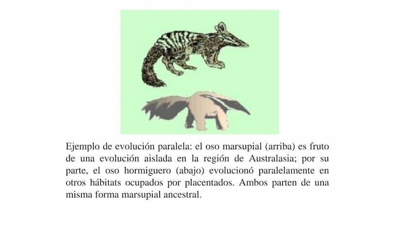 DEFINICIÓN
La evolución biológica es el proceso continuo de transformación
de las especies a través de cambios producidos en sucesivas
gener