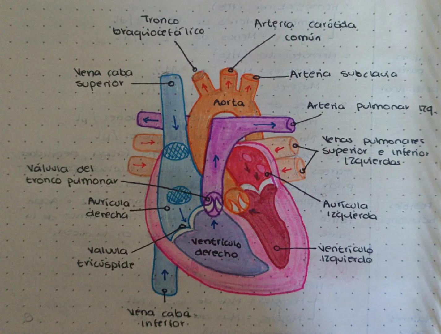 Tronco
braquiocetálico
Arteria carótida
común
Nena çaba
superior
Váluvia del
tronco pulmonar
Auricula
derecha
←
-Arteria subclavia
↑
Aorta
A