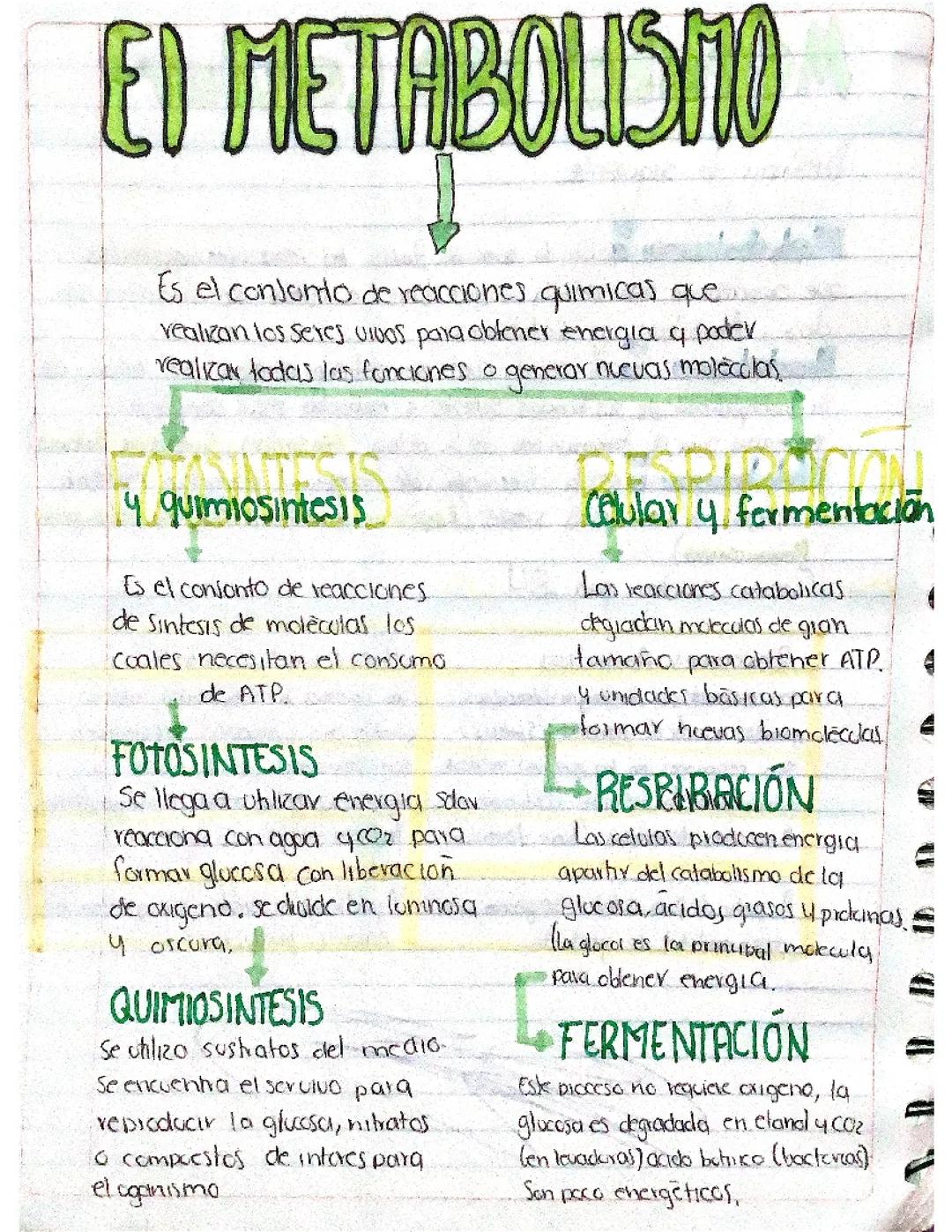 Metabolismo: Mapa Conceptual de la Fotosíntesis y la Respiración Celular