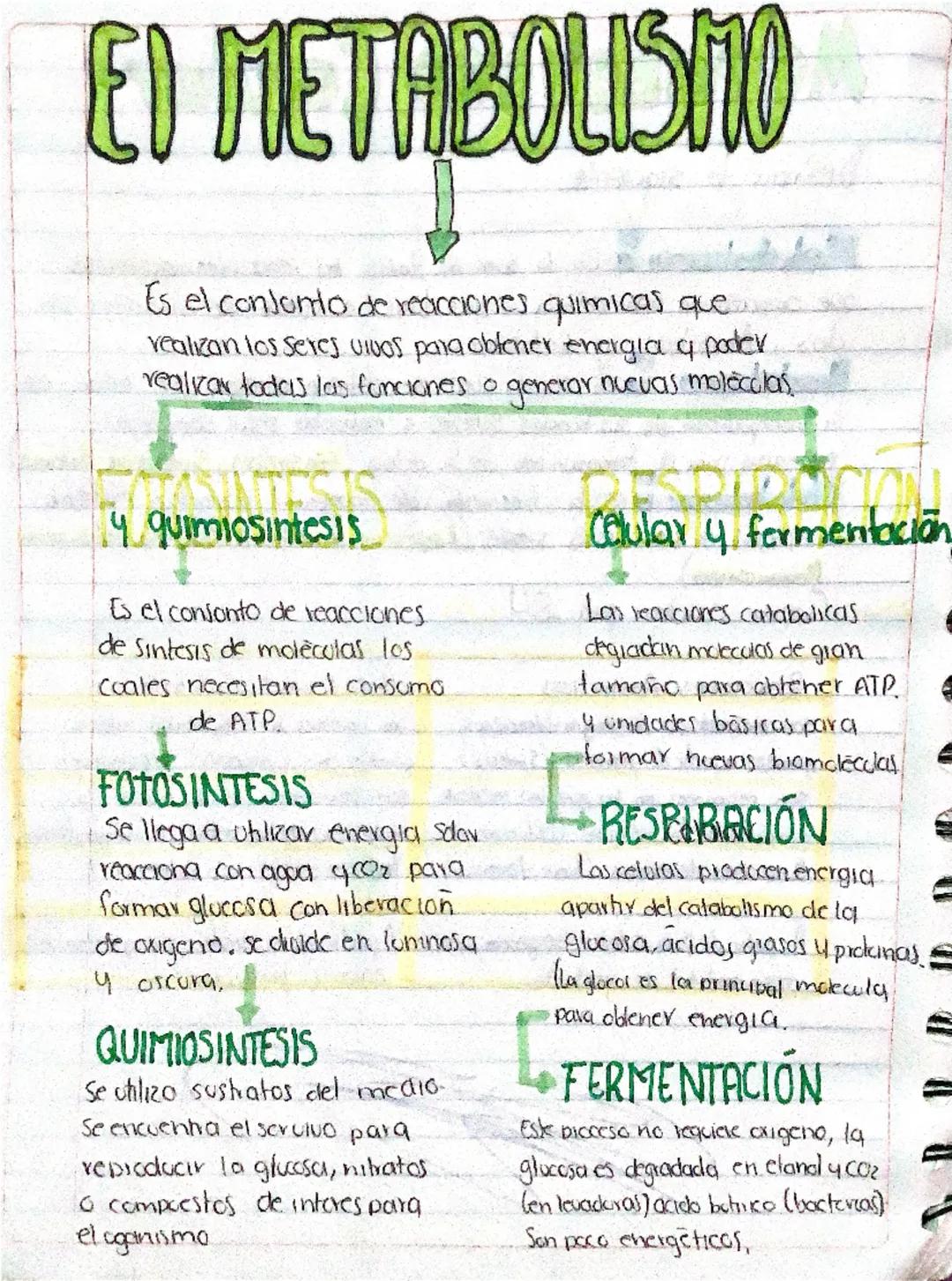 EI METABOLISMO
Es el conjunto de reacciones quimicas que..
realizan los seres vivos para obtener energia q poder
realizar todas las funcione