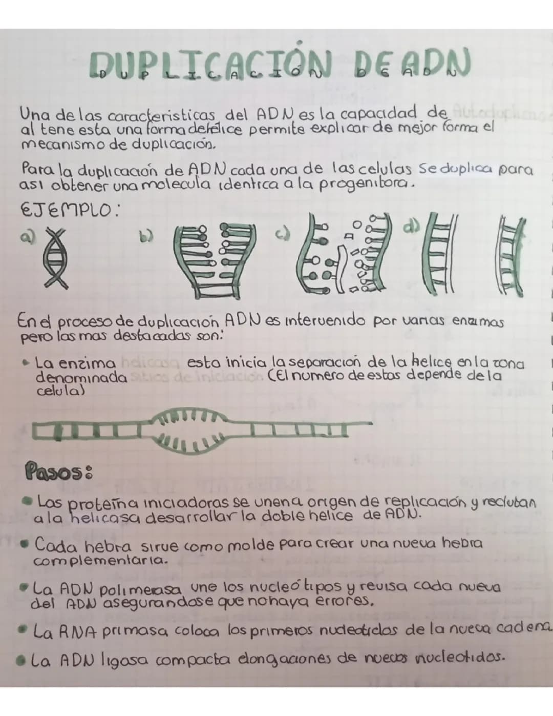 Replicación de ADN 