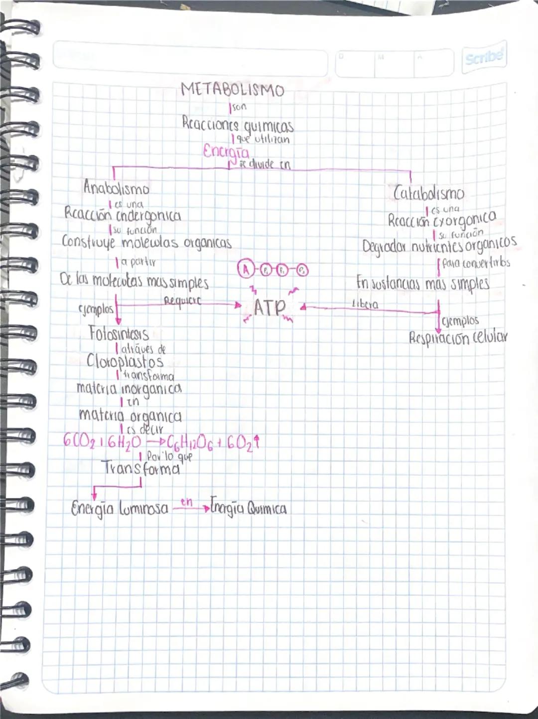 Entendiendo el Metabolismo Celular: Características y Funciones