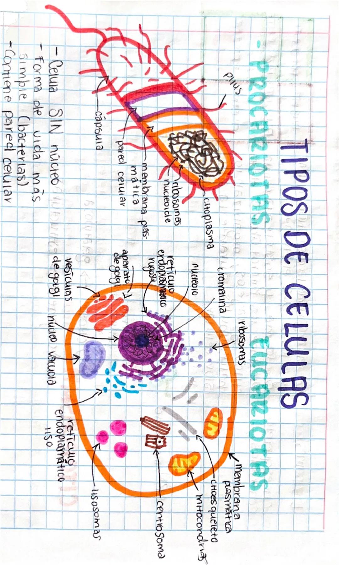 --- OCR Start ---
TIPOS DE CELULAS
PROCARIOTFIS
Pllus
citoplasma
ribosomas
nucleoide
EUCARIOTAS
ribosomas
cromatina
membrana pias
matica
par