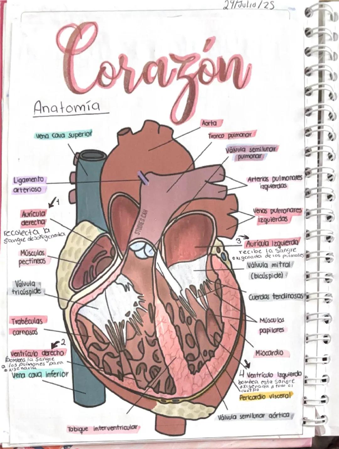 El Corazón: Anatomía y Funciones Principales
