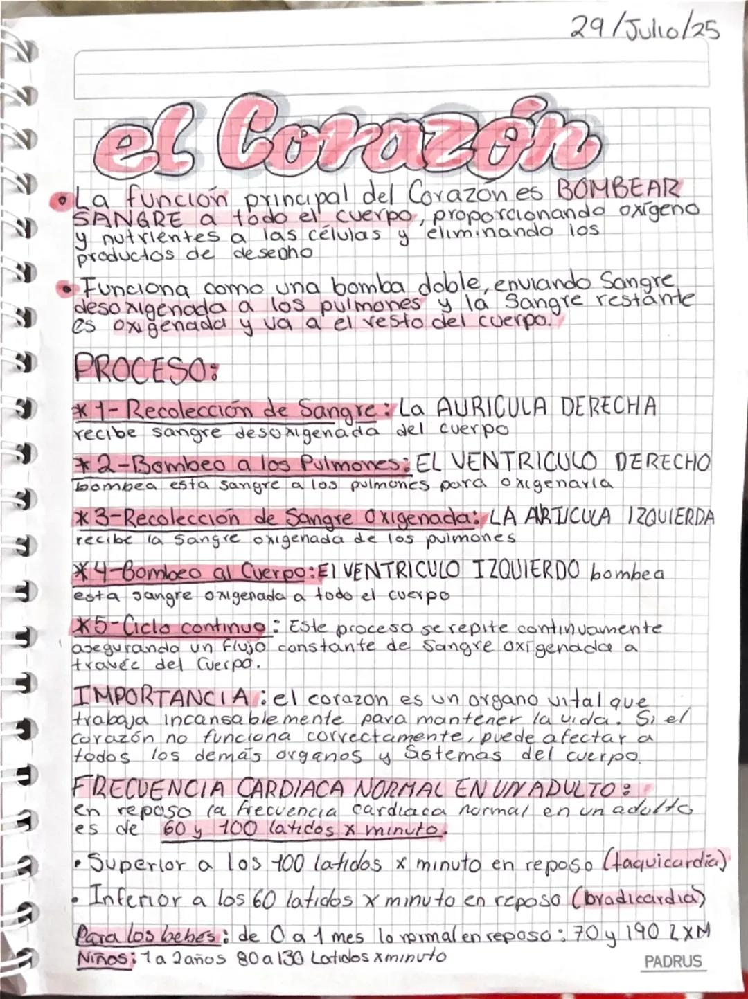 29Jul10/25
Corazón
Anatomía
vena cava superior
Ligamento
arterioso
Auricula
derecha
recolecta la
Sangre desoxigenada
Músculos
pectineos
Válv